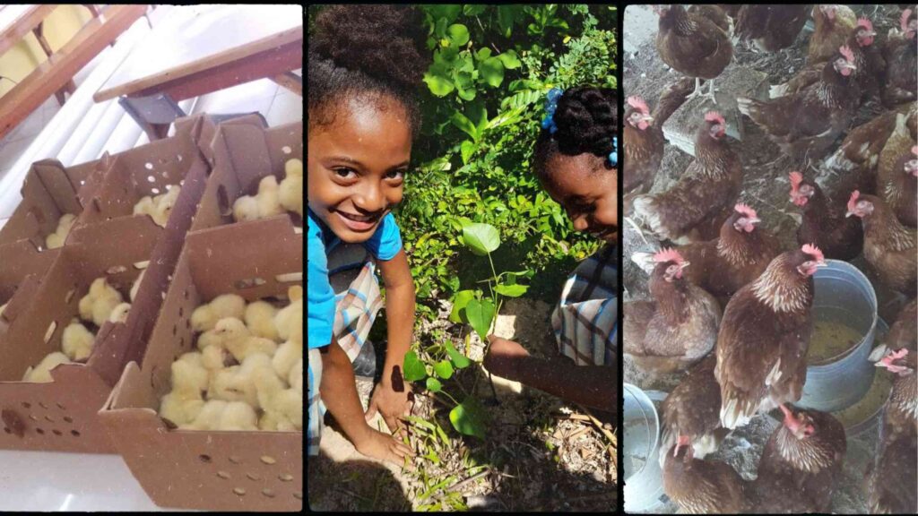 Jamaica Food Security at Little Bay Primary School