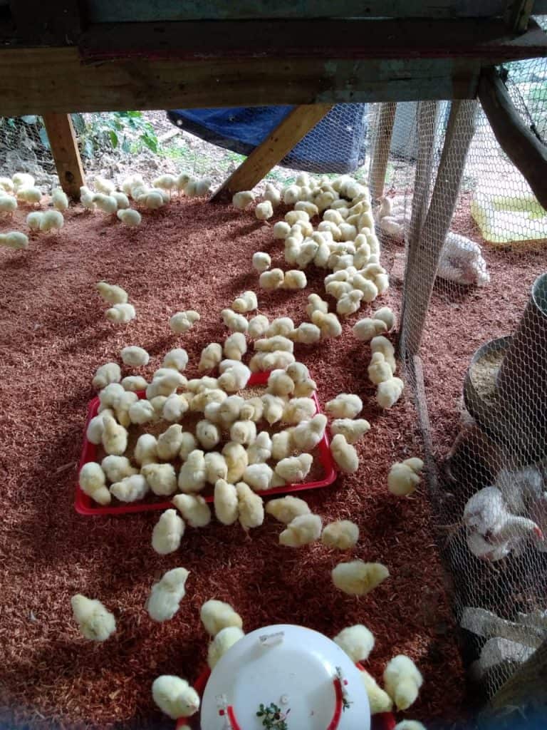 Little Bay Primary Chicken Farm is well on its way to becoming self sustaining